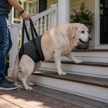Pawlio LiftPro